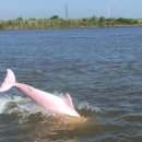 돌고래카 이미지