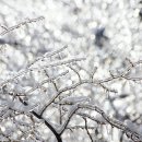 꽃의나라 이미지