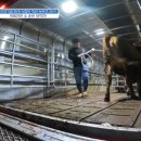 철호한우농장 이미지