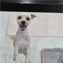 오키독키 | 청결과 개성, 그리고 믿음까지 모두 갖춘 이천애견미용 오키독키의 특별함을 소개할게요