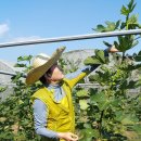 정종순농장 네이버블로그