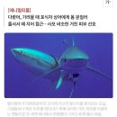 오돌토돌 상어 꼬리를 ‘효자손’으로…다랑어의 패기 이미지