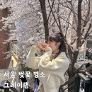 합정 벚꽃 카페 그레이랩 인생샷 보장