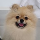 봄날의 댕댕이 이미지