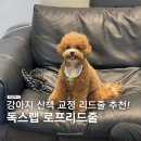 프리독스 | 강아지리드줄추천 독스랩 로프리드줄 찐 사용후기