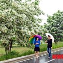 국도44호선 가로수길 이미지