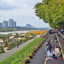 곡교천 은행나무길 이미지