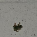 스테이 다래 이미지