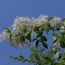 이팝나무 / Chinese Fringe Tree 이미지