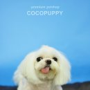 체리애견 이미지