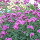 연평2리 이미지