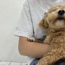 네발로오시개 이미지