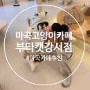 (마곡고양이카페) 아이랑 가기 좋은 마곡 실내데이트 추천, 부타캣 강서점 솔직 후기