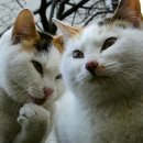 풍수지리 이미지