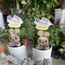 향기나는 화원 | [전주역꽃집] 예쁘고 향기나는 꽃다발 하늘꽃화원 후기