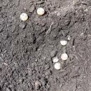 바니와 거북이 이미지