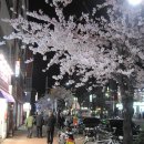 봄밤의 꽃 그리고 성내동성당 이미지