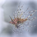 라이온 피쉬 [Lionfish] 이미지