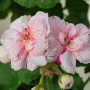 퐁퐈두르 이미지