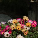 불암산나비정원 이미지