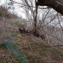 강원도 청계 농장 이미지