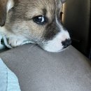 해든동물병원 이미지