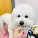 미쓰멍 이미지