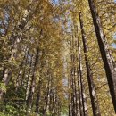 당평입구 | 경기도 용인 단풍명소 한국외대 명수당 실시간 단풍현황/주차꿀팁/평일/유모차