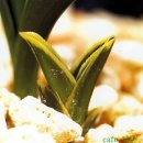 한국춘란 휴면타파를 중심으로한 봄철 관리((3월~5월)/02(월계난304) 이미지