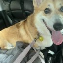 댕댕이냥 이미지