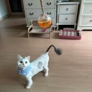 미냥이 | [경기광주 고양이 미용] 나만 알고 싶은 무마취 고양이 미용샵, &#39;미냥이&#39;