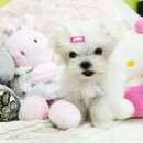 The 쇼독 이미지