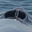 물뿜는 고래 이미지