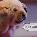 캐비어동물메디컬센터 이미지