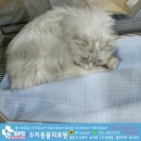 수지동물의료원 이미지