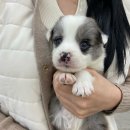 오독안심분양센터 강아지분양 고양이분양 하남점 이미지