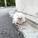 블리독(동대문장안점) 이미지