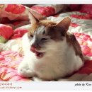 나비이불 이미지