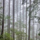 Lindsay Lake (up to Polytrichum Lookout) (2of2) 이미지