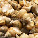 아시아드나이트 이미지