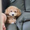 퍼니퍼피 | 깔끔하고 친절한 애견카페 , 호텔은 퍼니퍼피 포항 양덕점 ♡