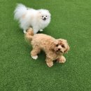 라인하트 애견호텔 유치원 이미지