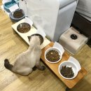 네이처스엣지 | 고양이 사료 9종 기호성 테스트 후기 (ANF, 생식본능, 지위픽 등)