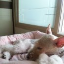 카페 꼬미꼬미 이미지