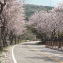 온천천시민공원 영산홍 이미지