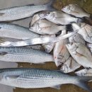 약산면-1 이미지