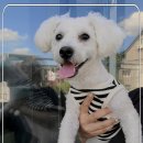 댕댕이애견 이미지