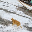 쿠키굽는고양이