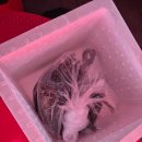 신세계수산 | 진주 신세계수산 왕새우 포장 후기 해산물 맛집