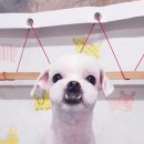 애견동화 이미지